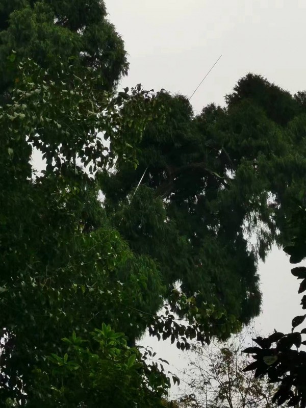 名木古树防雷安装